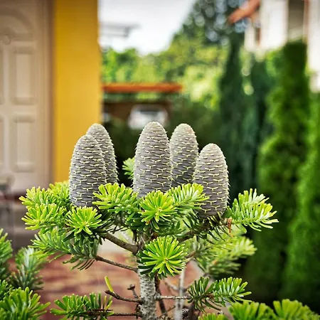 Apartamento Bodó Park Hévíz